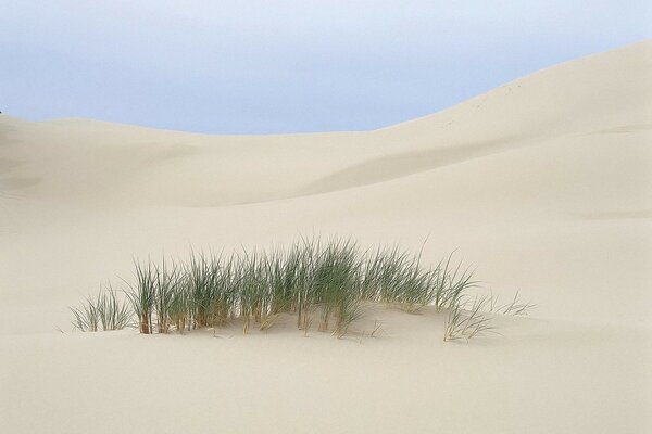 Arbusto solitario en el desierto de Dubai