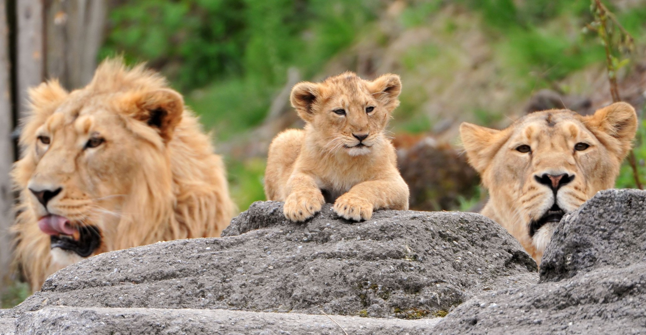 familia leones cachorro dientes depredadores