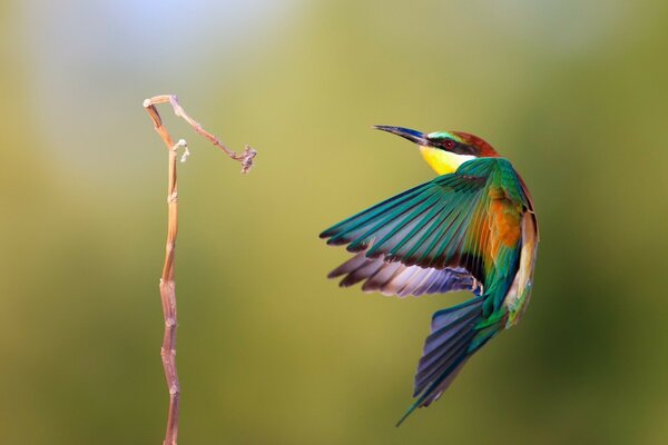 Pájaro de color brillante en vuelo