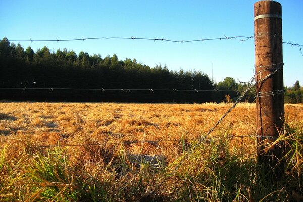 El campo de otoño es hora de oro