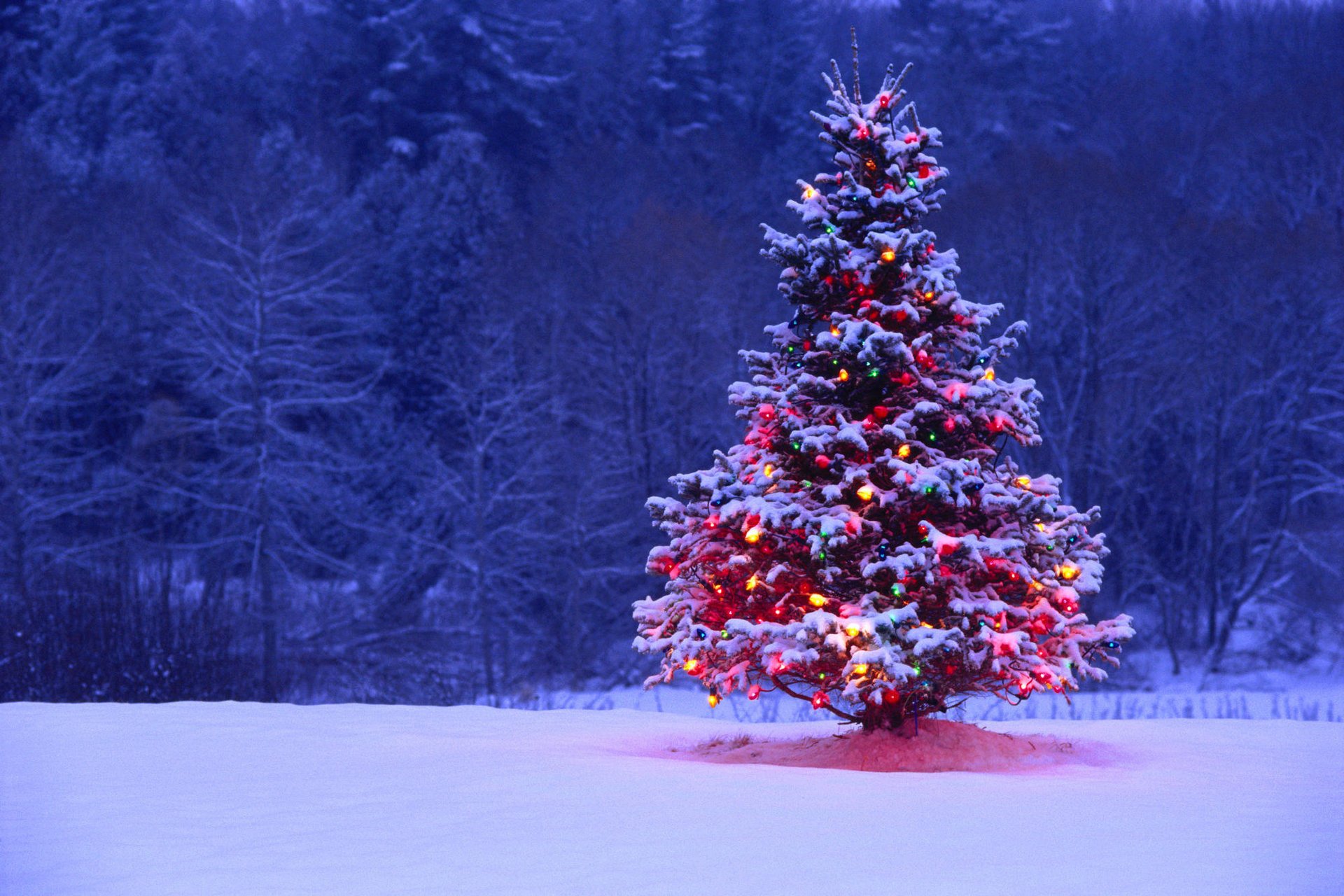 árbol de navidad luces iluminación nieve