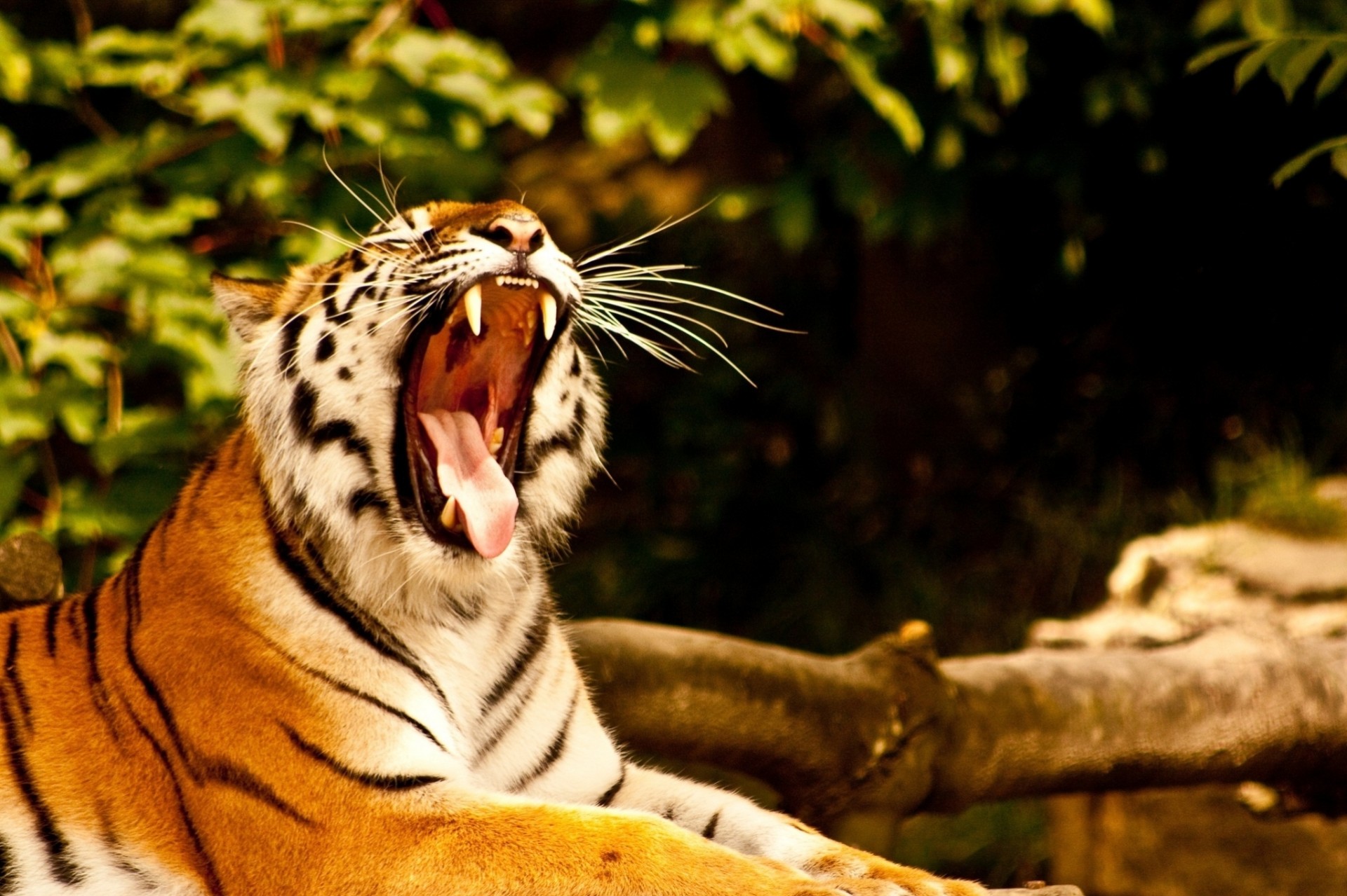 boca gato salvaje bostezos colmillos tigre