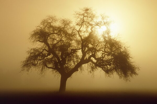 Árbol de gran corona en sepia