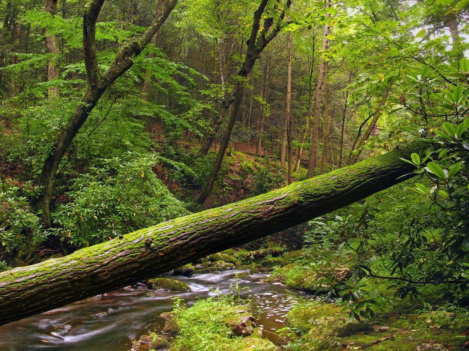 árbol bosque follaje agua