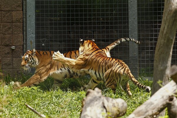 Tigres en un juego salvaje