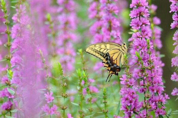 El swallowtail amarillo recoge néctar en flores moradas