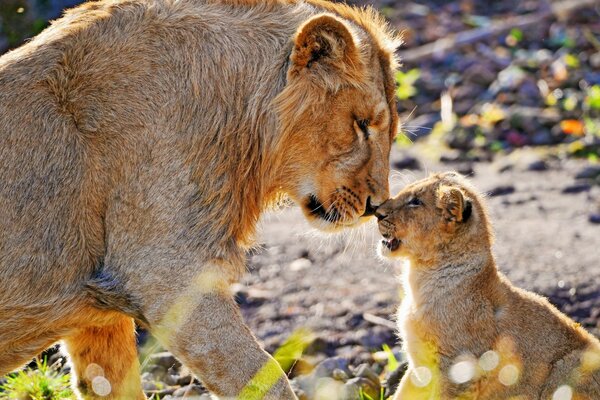 La Leona y su cachorro de León