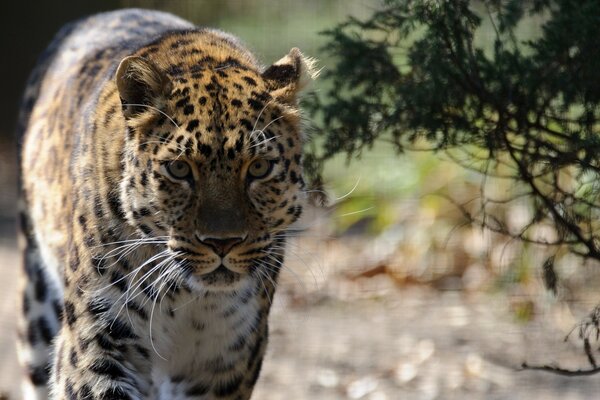 Leopardo salvaje en la Sabana de primavera