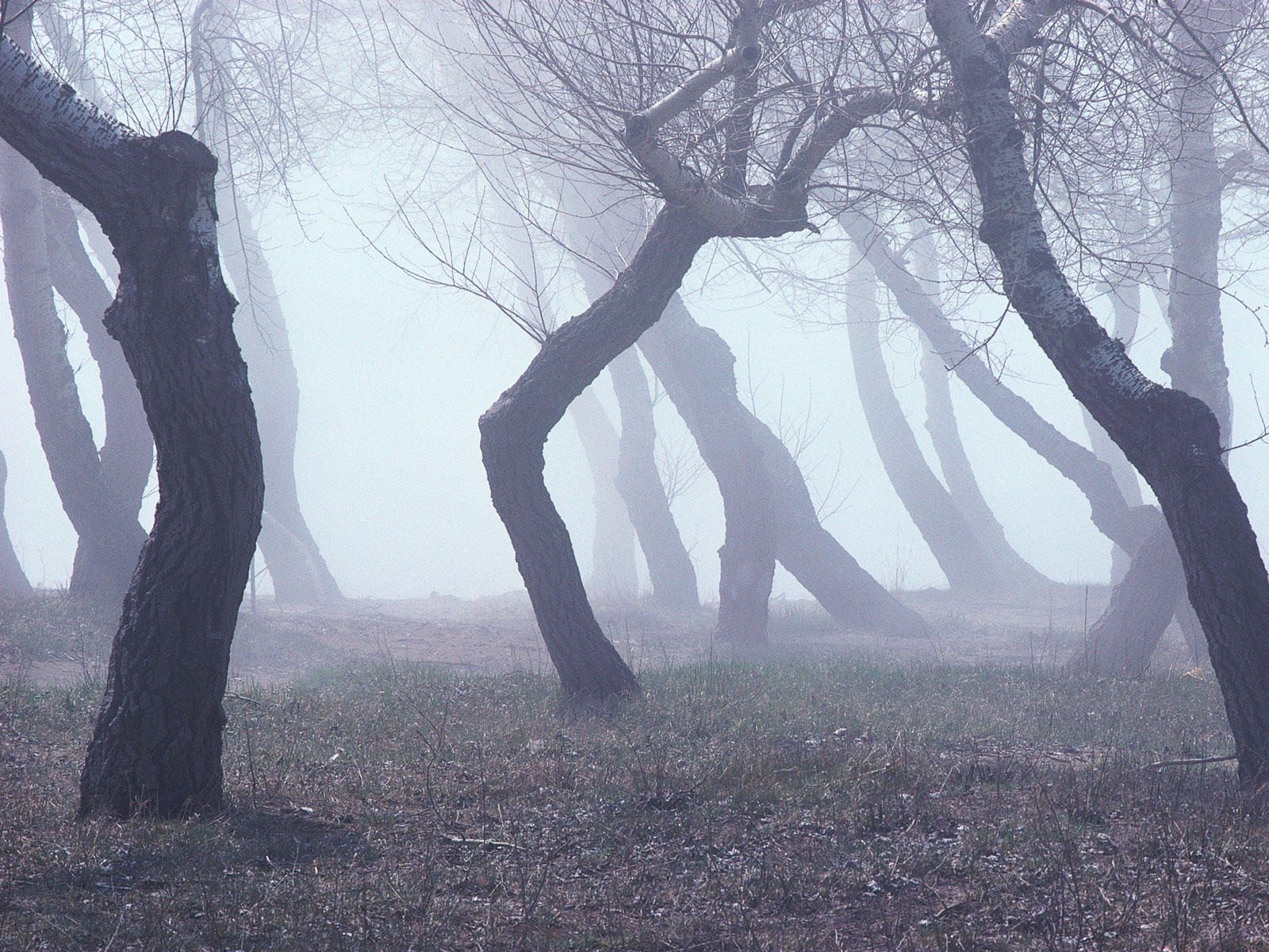 árboles abedules enanos curvas