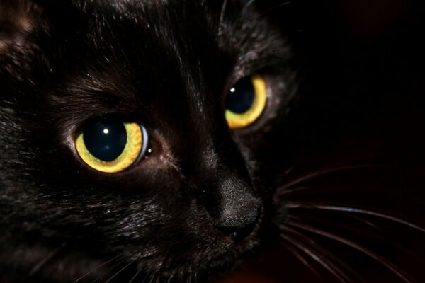 La mirada del gato negro es fascinante