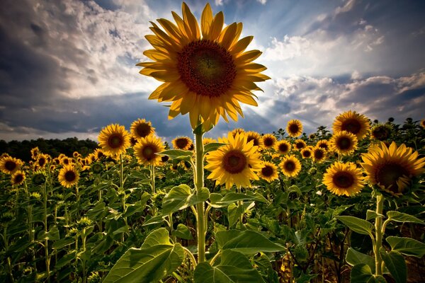 Girasoles de verano mirando al cielo