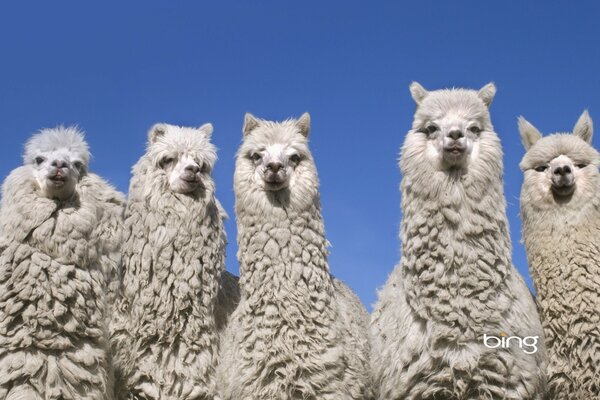 Foto de grupo de la familia Lam