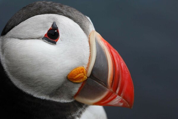 El frailecillo Atlántico es un pájaro inusualmente hermoso