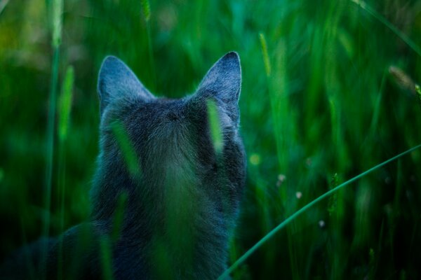 Vista trasera del gato en la hierba