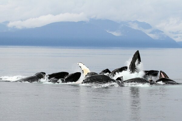 Ballenas en el océano en el fondo de las montañas de Alaska