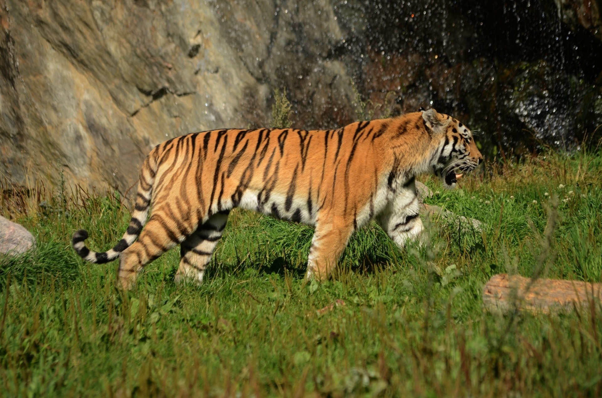 gato salvaje tigre