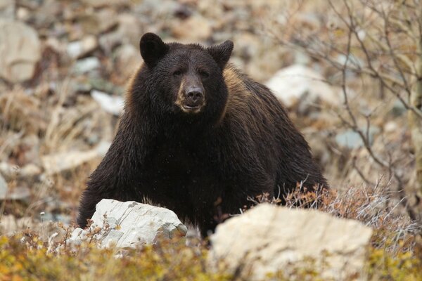 Un oso se esconde en las rocas como una bestia depredadora