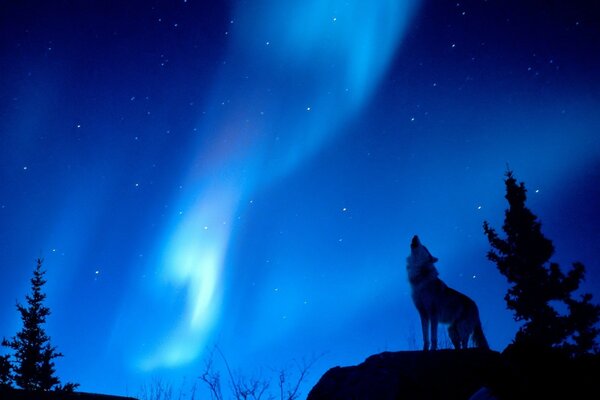 Lobo aullando en la Aurora boreal azul en el bosque