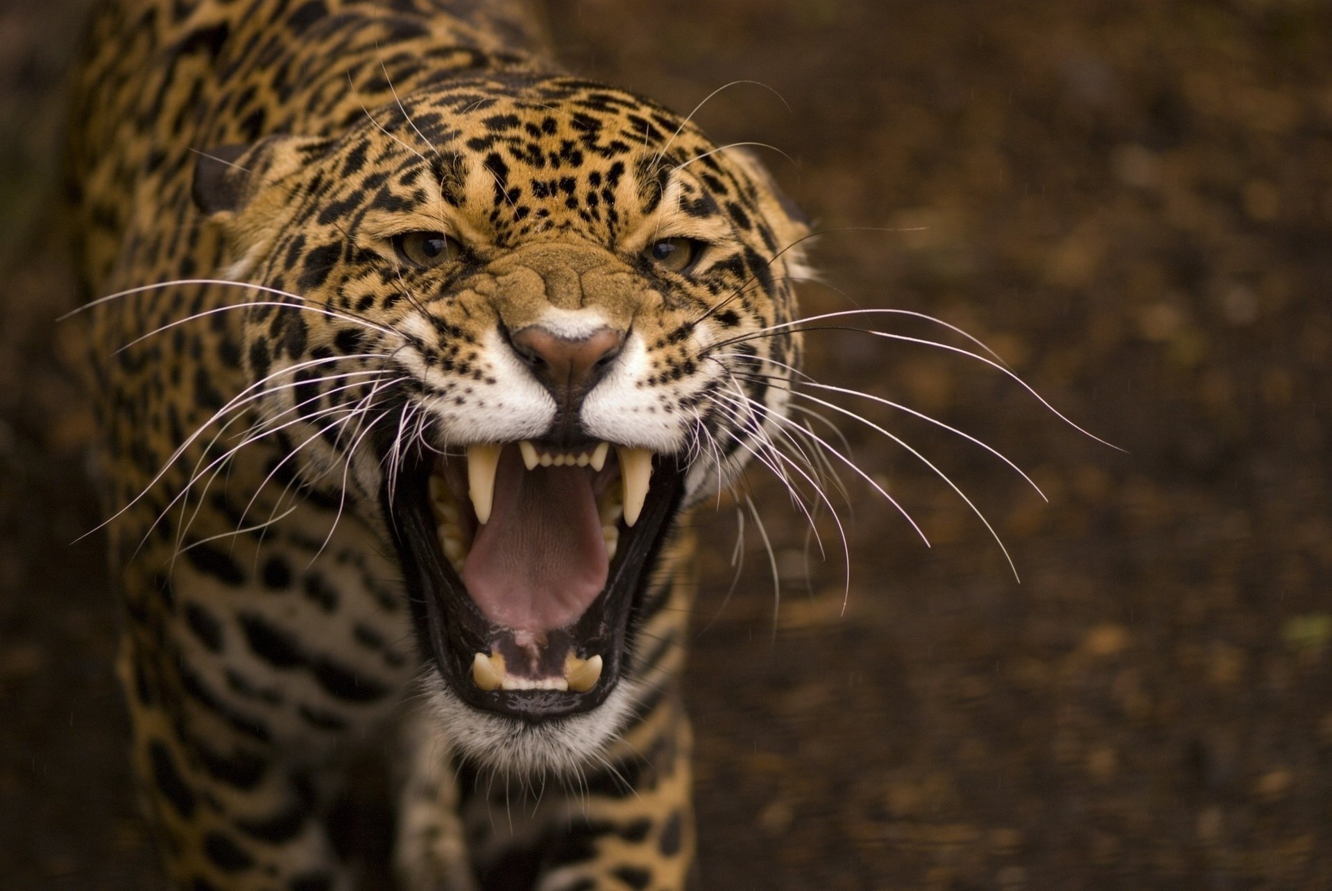 sonrisa gato salvaje depredador boca jaguar macro bigote