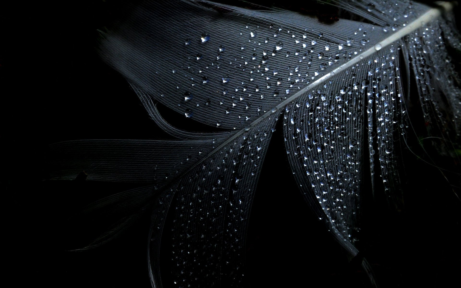 fondo minimalismo pluma negro gotas