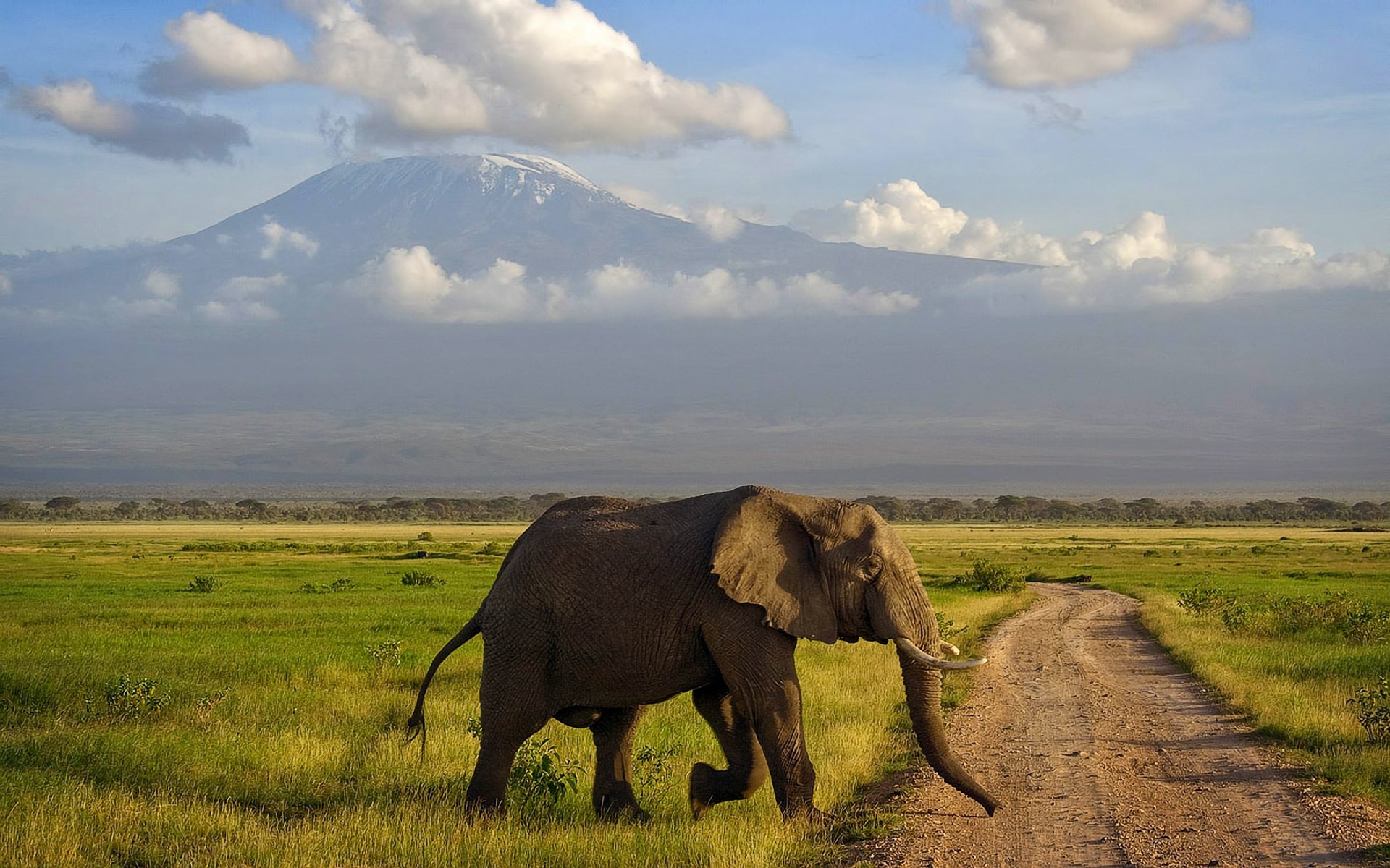 amboseli áfrica elefante montaña sabana kenia