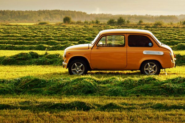 Escarabajo de color naranja bronceado en prados de hoja verde suculenta