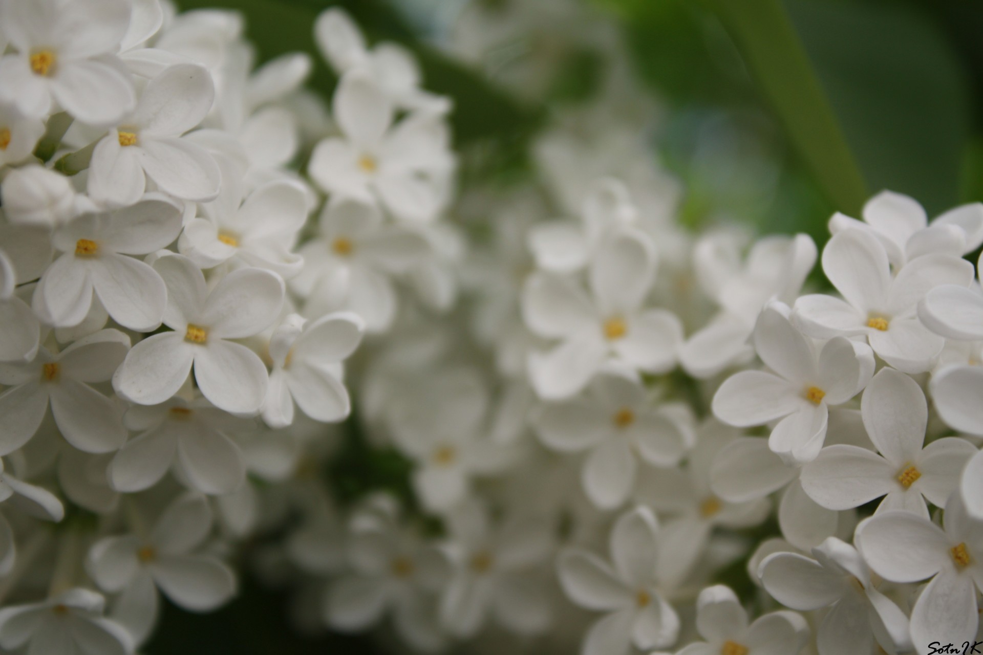 lila blanco flores árbol verano