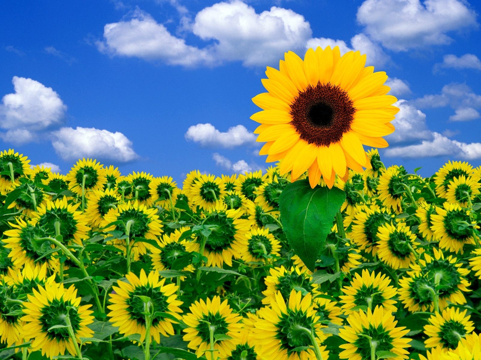 cielo flores girasol