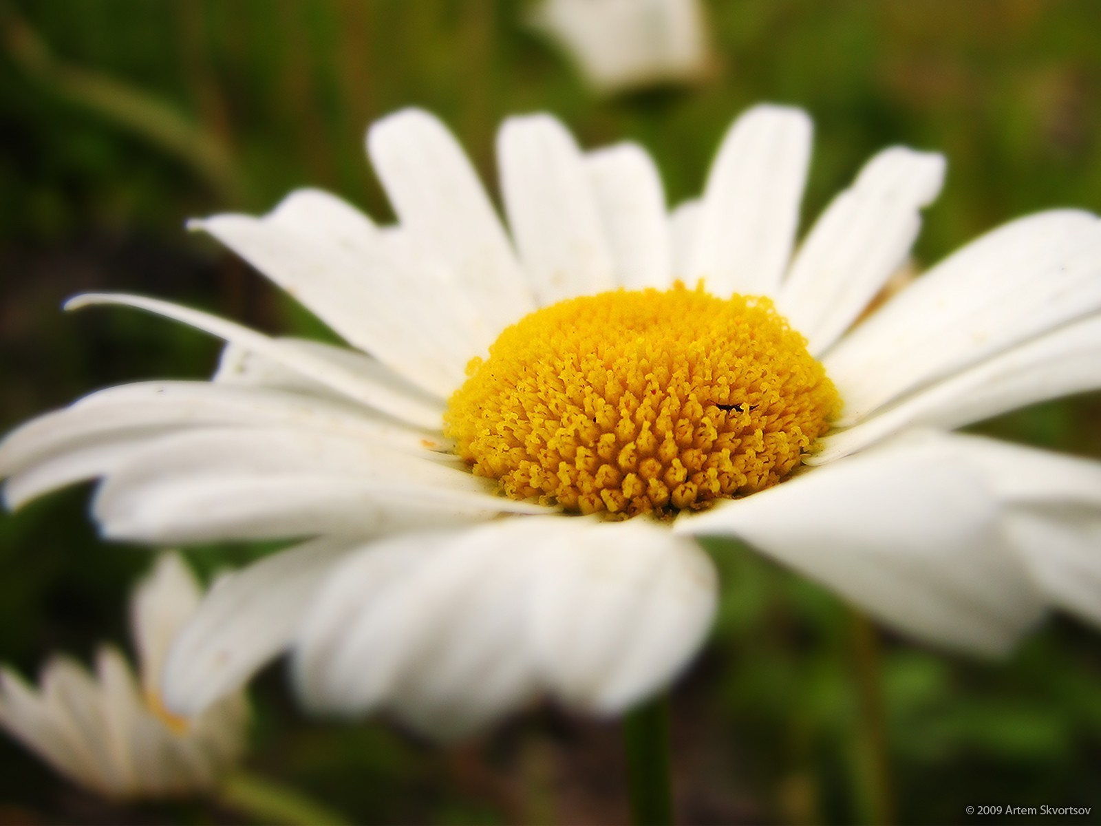 margarita pétalos macro