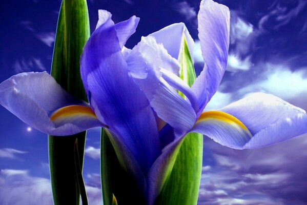 Iris púrpura contra el cielo
