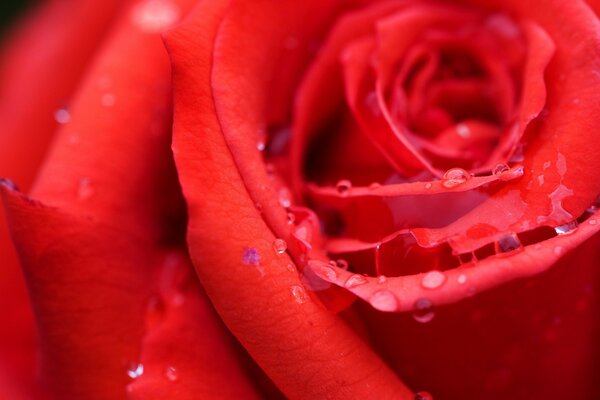 Rosa roja brillante en gotas de rocío primer plano
