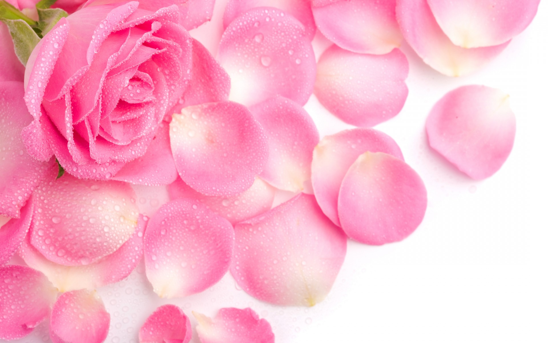 rosa pétalos rosa rocío