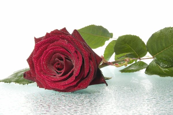 La rosa Burdeos se encuentra en el rocío