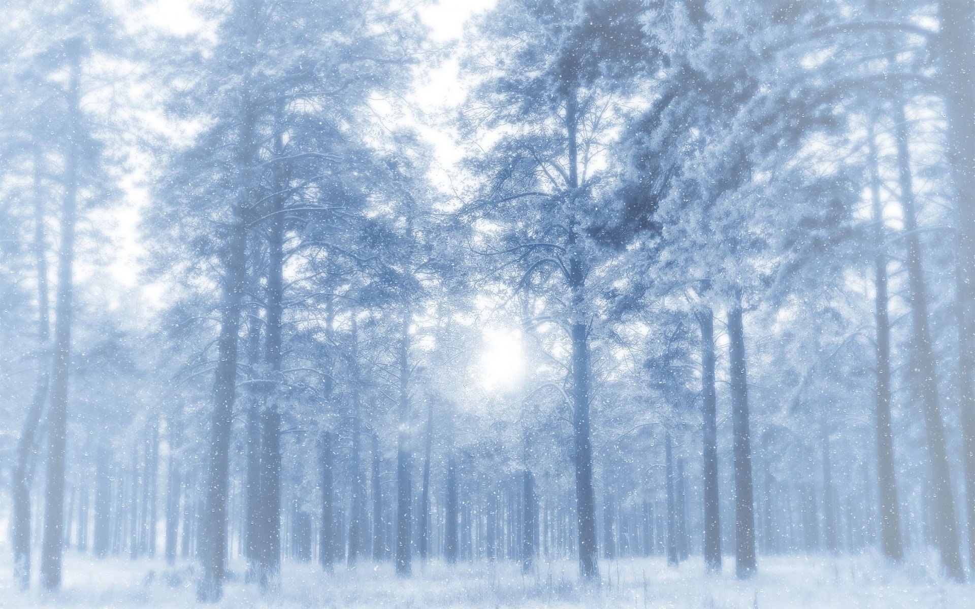 invierno bosque árboles pinos nieve escarcha tragaluz escarchado