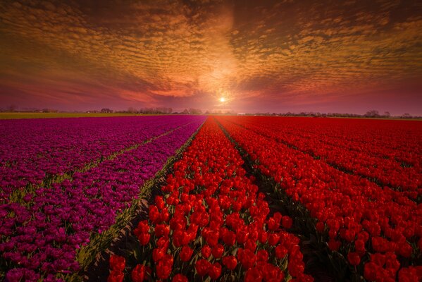 Tulipanes multicolores en un campo en Holanda