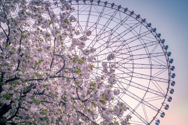 Rueda de la fortuna fotografiada desde debajo de un árbol en flor