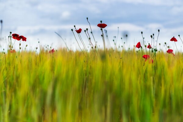 Campo borroso con hierba verde y amapolas