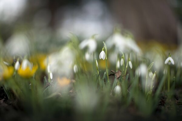 Claro de campanillas blancas en primavera