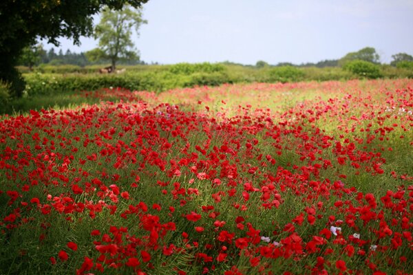 Campo salpicado de flores de amapolas