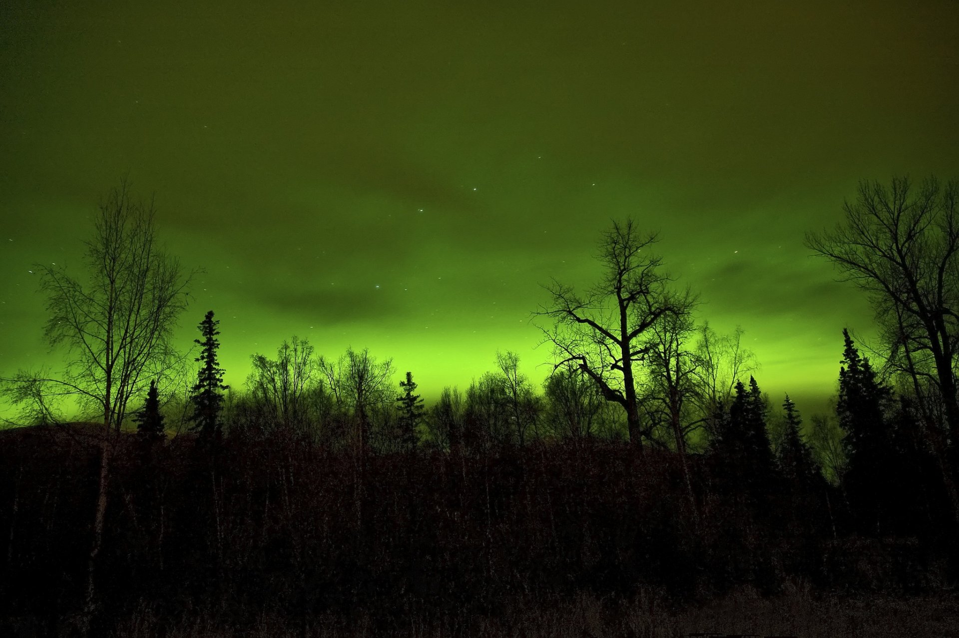 noche cielo nubes estrellas árboles bosque
