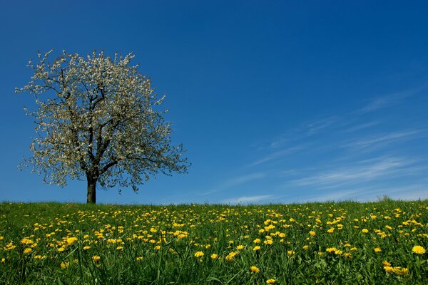 Un campo de dientes de León amarillos con un árbol de primavera en flor