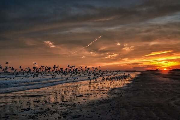 Puesta de sol en California con gaviotas y playa