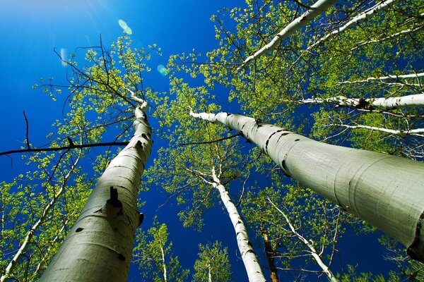 Copas de los árboles contra el cielo azul