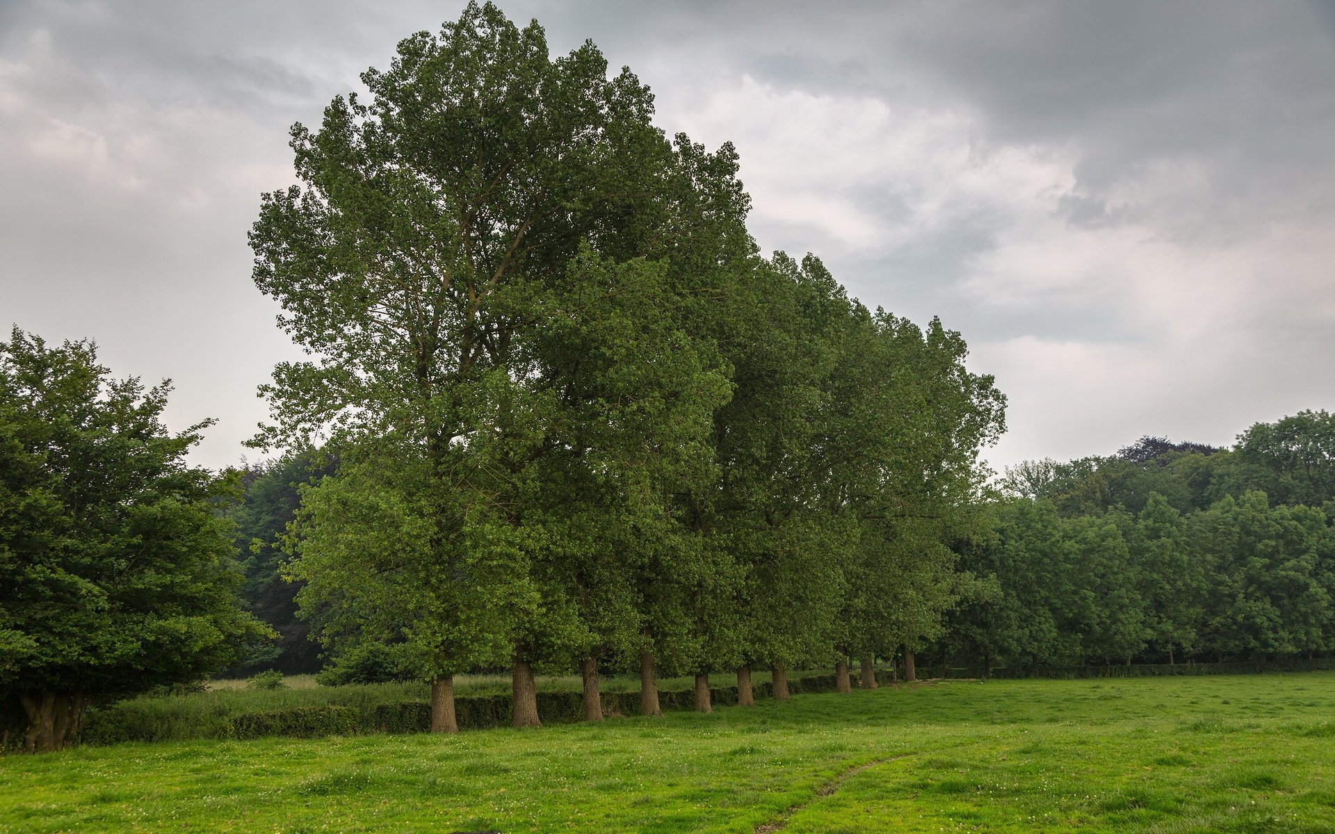 campo árboles naturaleza
