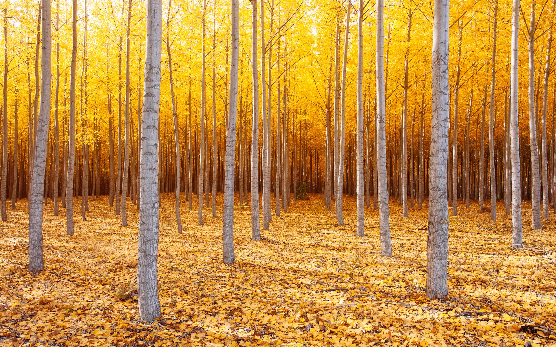 naturaleza estados unidos este de oregon árboles otoño octubre