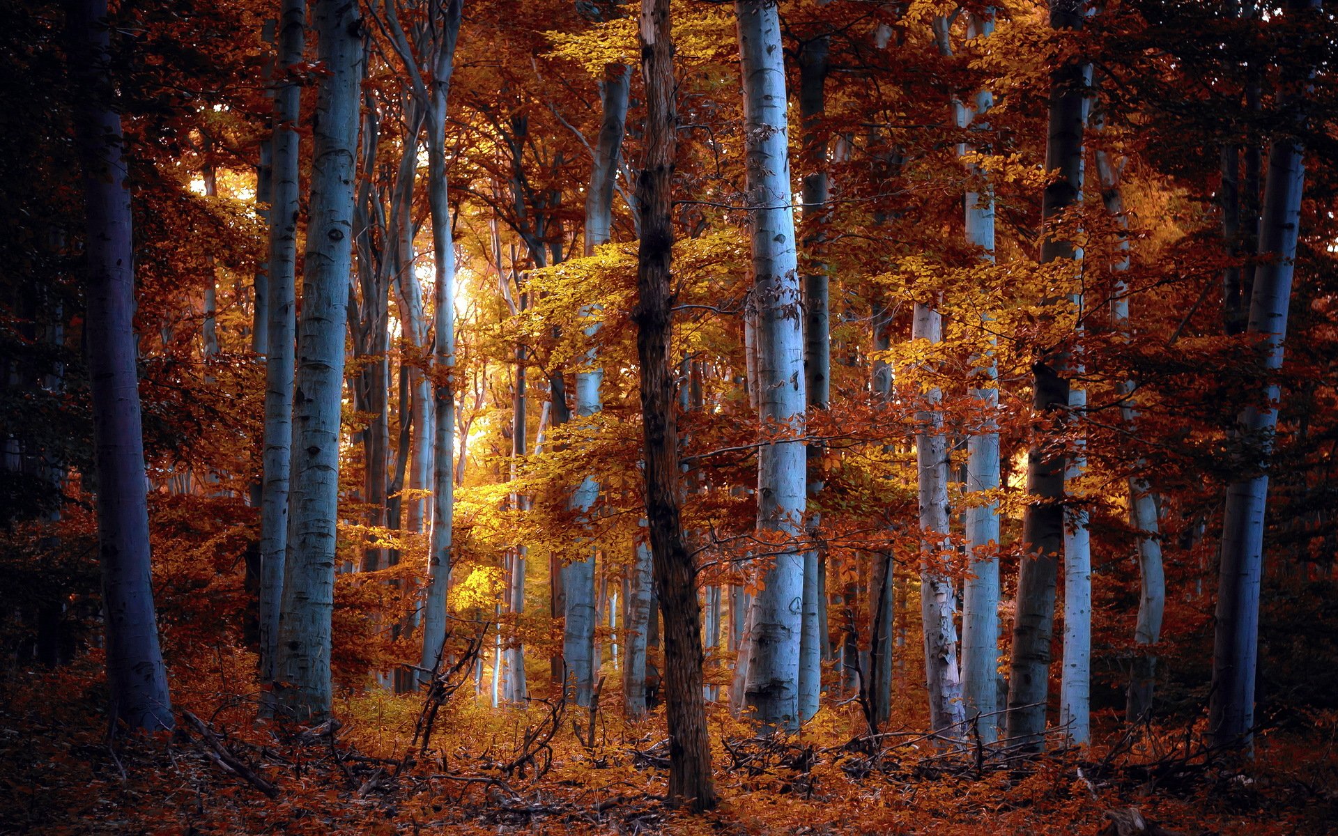 bosque otoño naturaleza