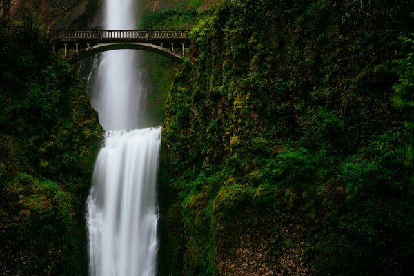 Cascada bajo el puente alrededor de la vegetación