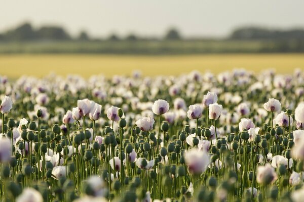 Campo de amapola en el paisaje de verano