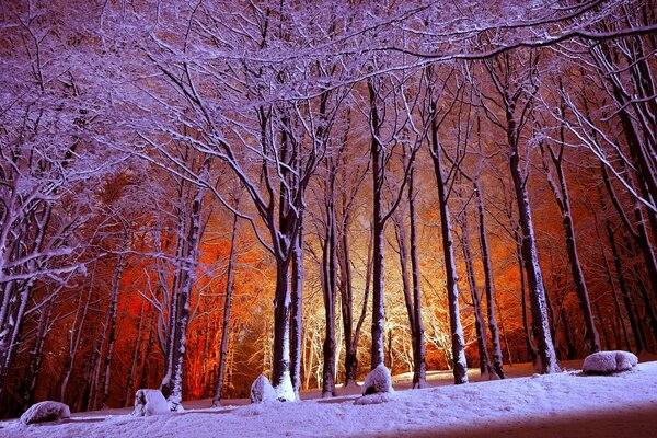 Escarcha en las ramas en el parque por la noche con luces