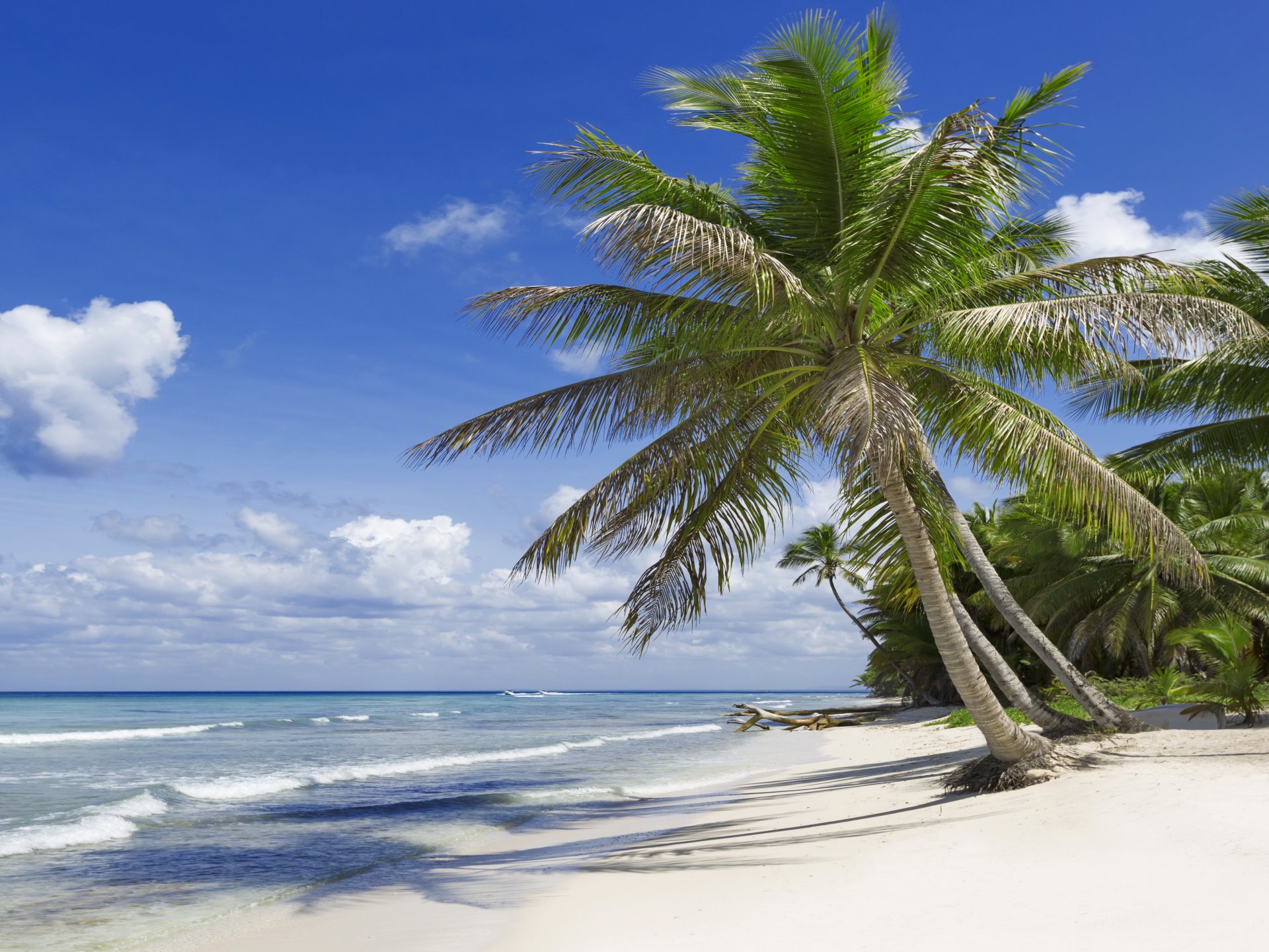 tropical paraíso playa palmeras mar océano sol verano vacaciones trópicos arena costa